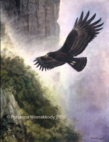 Black Eagle, sri, lanka, art, artist,  prasanna, weerakkody, 