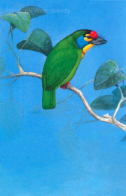 Ceylon Coppersmith, sri, lanka, art, artist,  prasanna, weerakkody, 