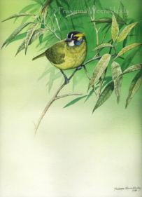 Yellow Eared Bulbul, sri, lanka, art, artist,  prasanna, weerakkody, 