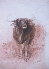 Buffalo, sri, lanka, art, artist,  prasanna, weerakkody, 