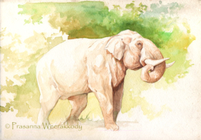Tusker Watercolor, sri, lanka, art, artist,  prasanna, weerakkody, 