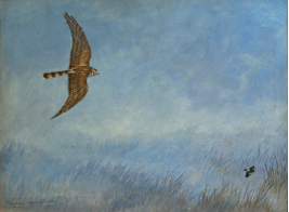 Montegues Harrier, sri, lanka, art, artist,  prasanna, weerakkody, 